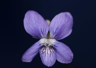 Viola flowering close up