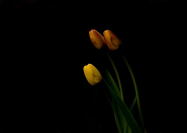 Trio of tulips