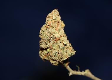 Weed bud super lemon haze