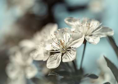 White Cherry blossom,macro