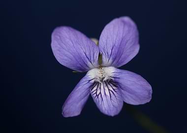 Viola flowering close up