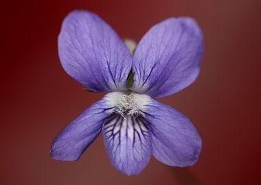 Viola flower blossoming
