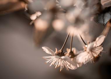 Cherry blossom, trees