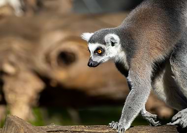 A ringtailed lemur
