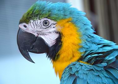 Macaw Portrait