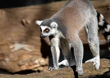 A ringtailed lemur