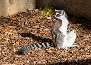A ringtailed lemur