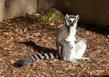 A ringtailed lemur