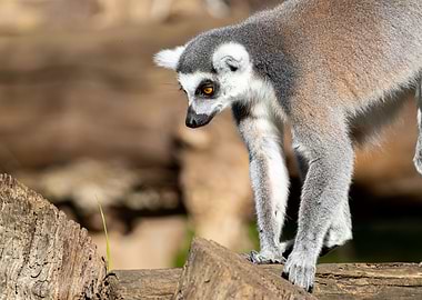 A ringtailed lemur