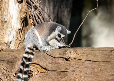 A ringtailed lemur