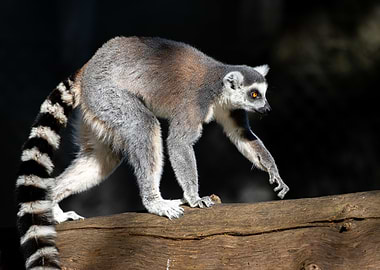 A ringtailed lemur
