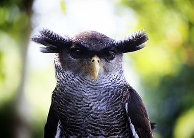 Great Horned Owl Portrait