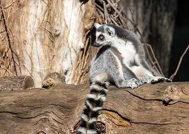 A ringtailed lemur