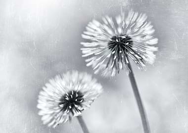 Dandelions