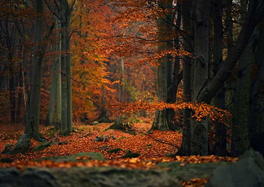 Autumn forest