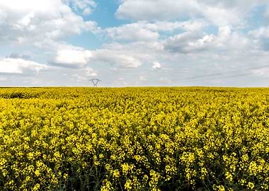 Rapeseed field