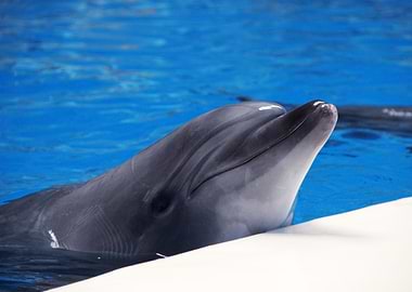 Dolphin attraction