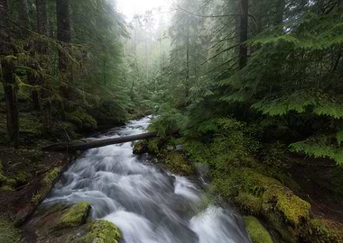 Pacific Northwest forest
