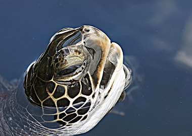 Turtle Head