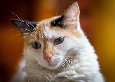 close up beautiful cat