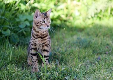 Cat Cats Feline Kitty