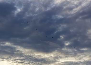 birds in the sky