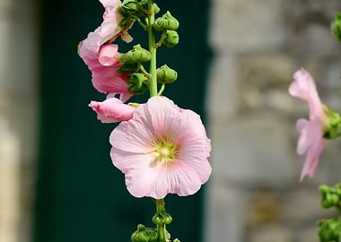 Closeup of a Hollyhock