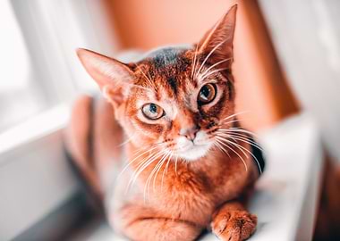 Cute Cat Poster Cat Gifts