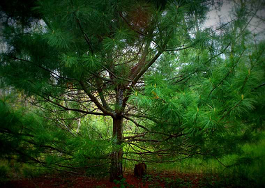 Sleeping Tree of Dreamland