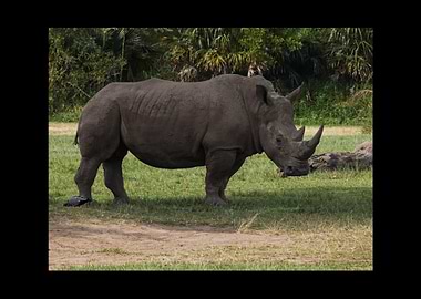 Rhino