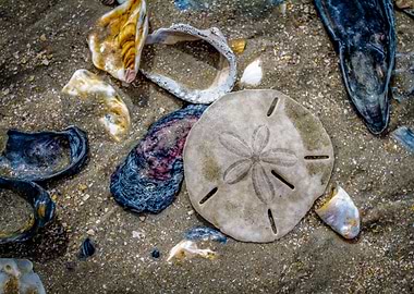 Sand Dollar on Edisto