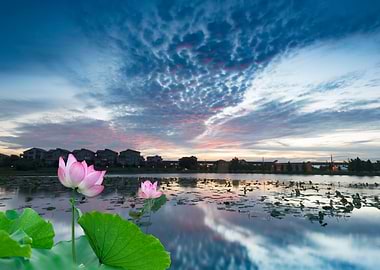 Lotus Pond Sunset