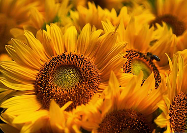 Sun flowers