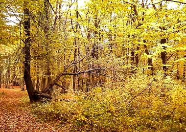 Yellow autumn forest