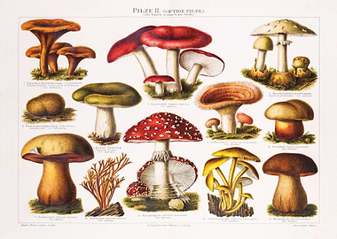 Vintage Mushrooms Picture