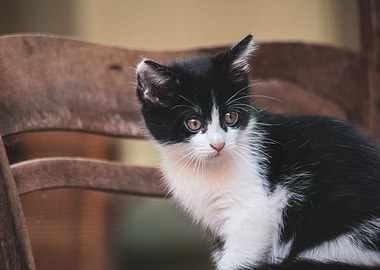 Cat Cats Feline Kitty