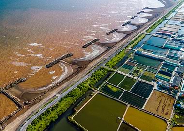 Shrimp farms and sea dike