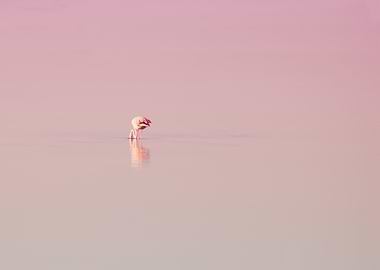 flamingo dream