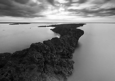 Algae Reef Landscape