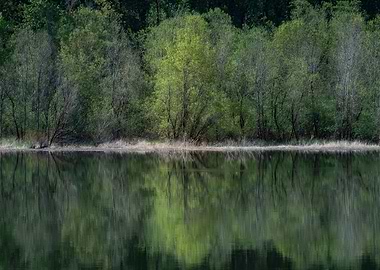 Trees reflecting on water