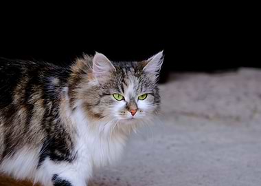 Cat Cats Feline Kitty