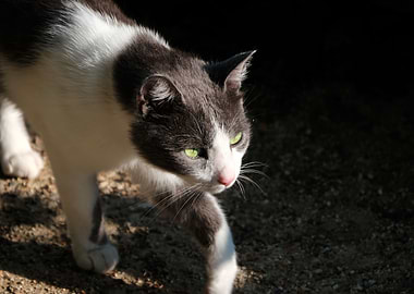 Cat Cats Feline Kitty