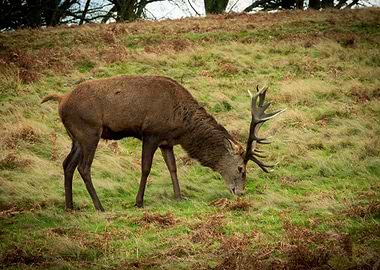 Rinchmond Deer Park