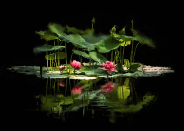 Water Lilly