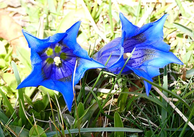 fleurs des montagnes