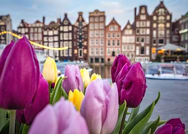 Tulips in Amsterdam