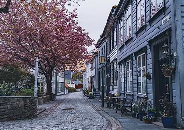 Cherry Tree Road Bergen