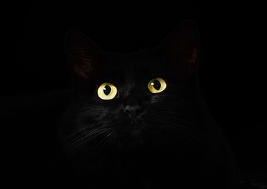 cats eyes