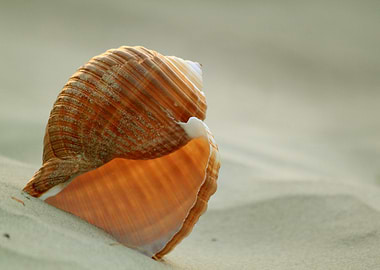 Conch on the beach