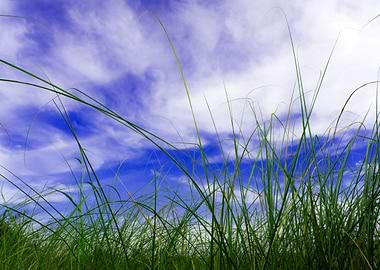 Grass blade in blue sky